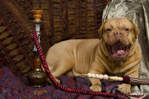 Cão bocejando no interior árabe deitado com narguilé — Fotografia de Stock