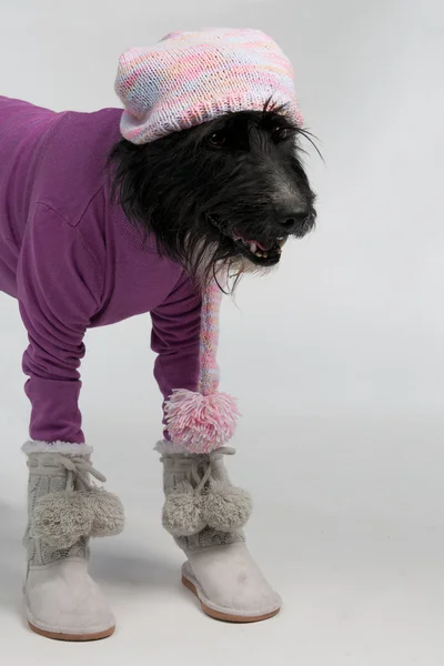 Pies z ubrania zimowe w stylu casual — Zdjęcie stockowe