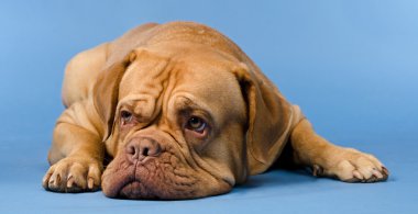 French Mastiff isolated clipart