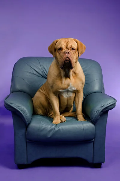 Dogue De Bordeaux sur le fauteuil — Photo