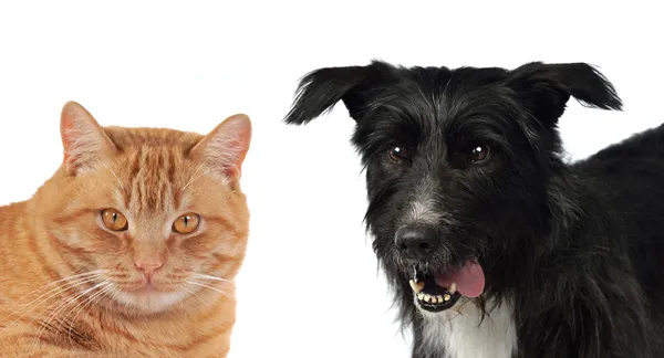 猫と犬の肖像画 — ストック写真