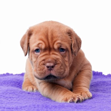 Newborn mastiff puppy clipart