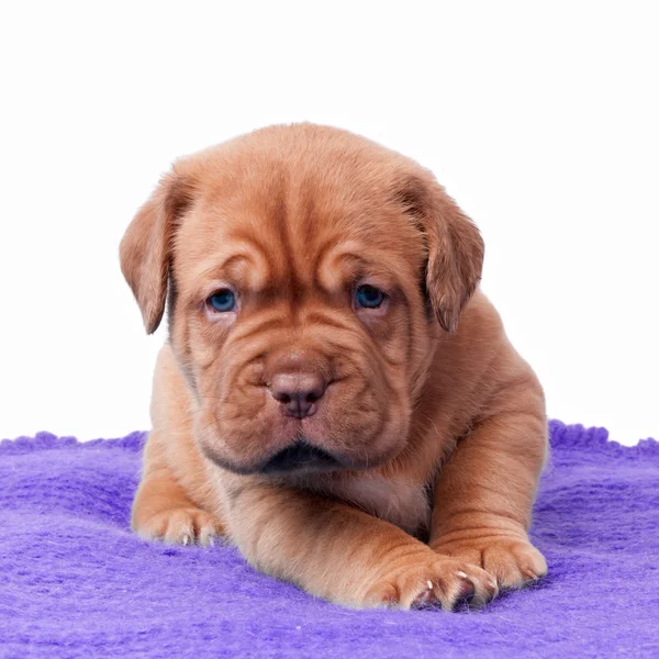 Yeni doğan mastiff köpek yavrusu — Stok fotoğraf