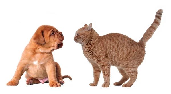 Duygusal kedi ve köpek yavrusu — Stok fotoğraf
