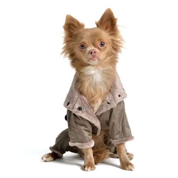 Chihuahua com capa de chuva — Fotografia de Stock