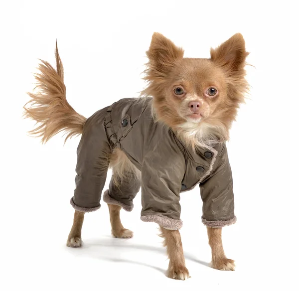 Oblečení pro psy — Stock fotografie