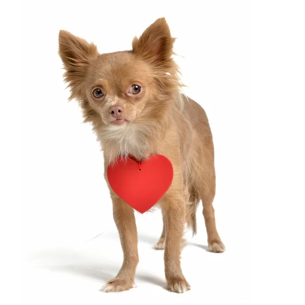 Alla hjärtans hund med rött hjärta — Stockfoto
