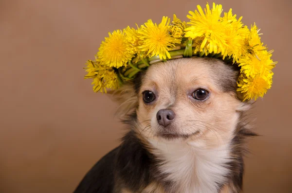 Chihuahua met krans van paardebloemen — Stockfoto