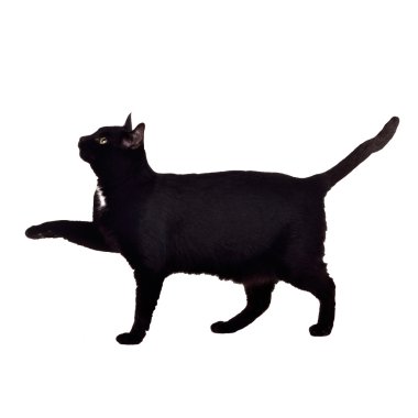 Black cat walking with paw up clipart