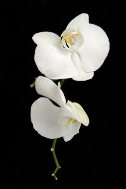 White phalaenopsis orchid flowers against black clipart