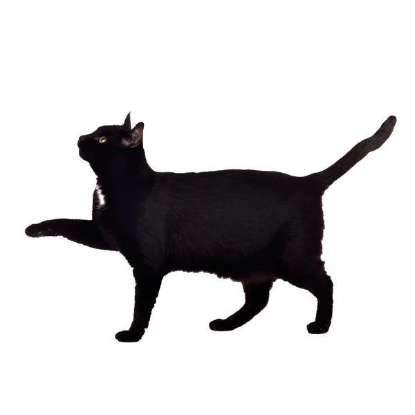 Gato preto andando com a pata para cima — Fotografia de Stock