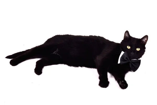 Papyon ile tembel kedi — Stok fotoğraf