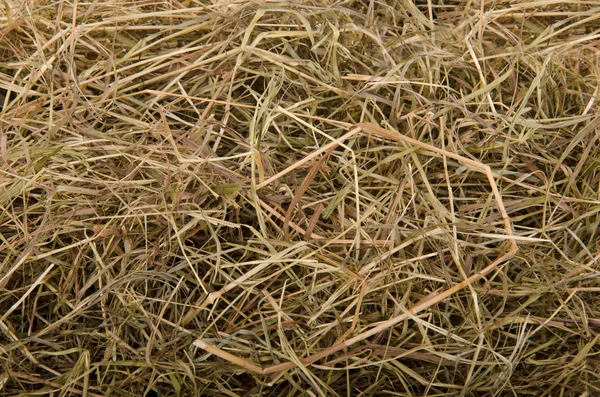 Hay, background — Stock Photo, Image