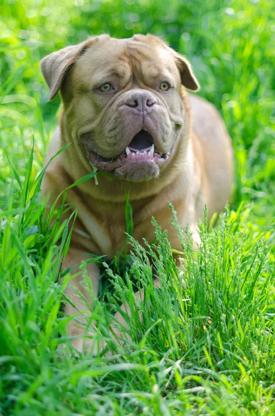French Mastiff in summer meadow — Stock Photo, Image