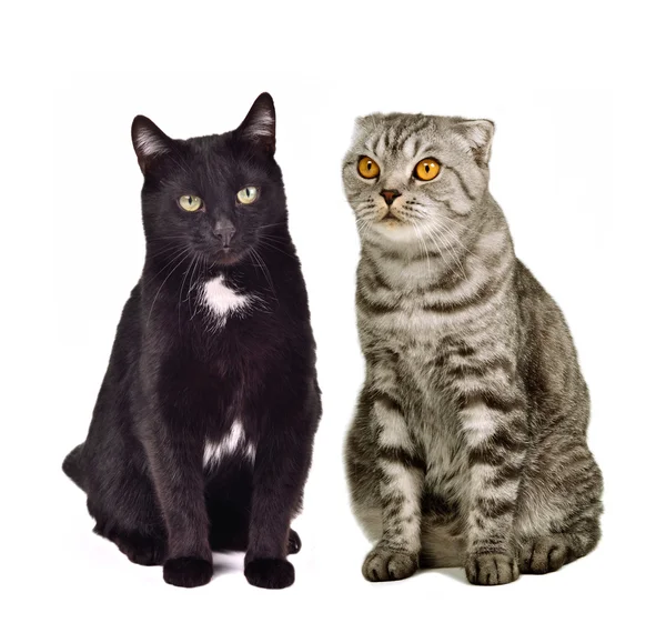 Twee katten zitten — Stockfoto