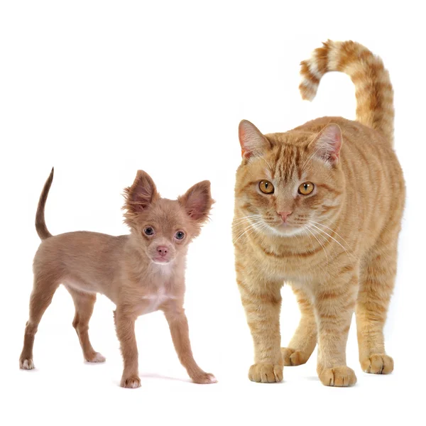 Kleiner Hund und große Katze — Stockfoto
