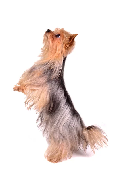 Yorkshire Terrier de pie sobre las patas traseras — Foto de Stock