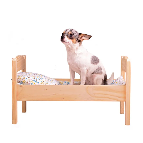 Dog on the bed — Stock Photo, Image