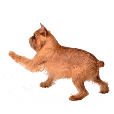 Dancing Griffon Bruxellois clipart