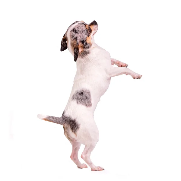 Chihuahua dancing on hind legs — Stock Photo, Image