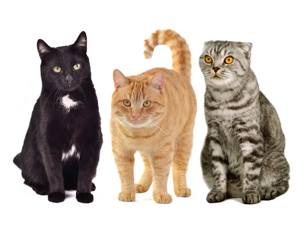 Три кішки разом — стокове фото