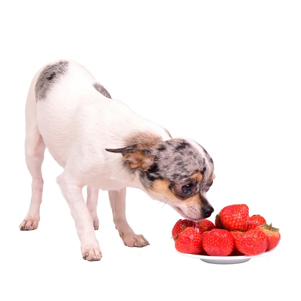 Pies Chihuahua z talerz z jedzeniem — Zdjęcie stockowe