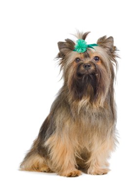 Yorkshire Terrier clipart