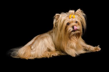 Yorkshire terrier siyah