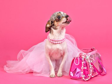 Tiny glamour dog with pink accessories clipart