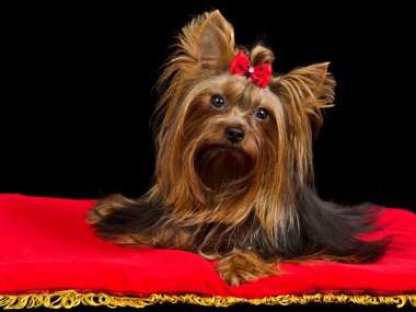 Yorkshire Terrier on red cushion clipart