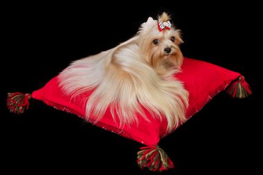 Yorkshire Terrier lying on red cushion clipart