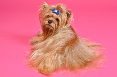 Yorkshire Terrier lying clipart