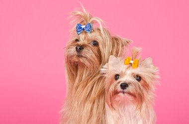 Two Yorkshire Terriers portrait clipart