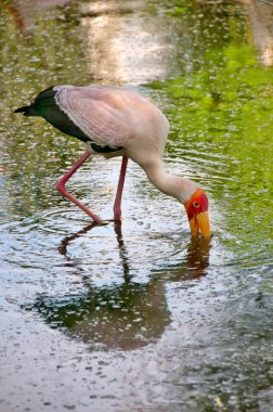 testereyle Ibis