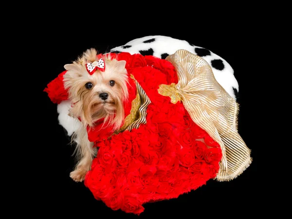 Yorkshire Terrier mit rotem Kleid — Stockfoto