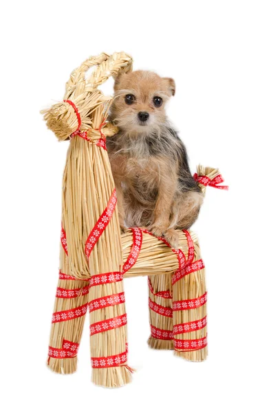 Riding Christmas dog on Santa's raindeer — Stock Photo, Image