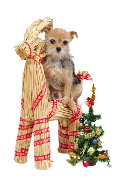 Dog on Santa's straw raindeer — Stock Photo, Image