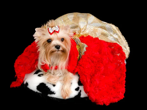 Yorkshire Terrier with gorgeous dress — Stock Photo, Image