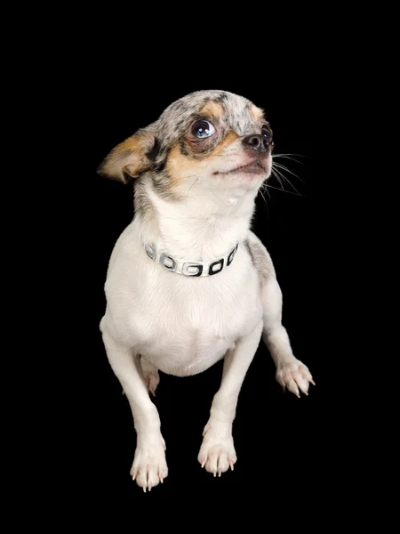 Szczeniak Chihuahua na czarny — Zdjęcie stockowe