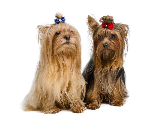 Par av yorkshire terrier — Stockfoto