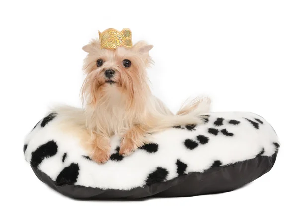 Yorkshire Terrier with golden crown — Stock Photo, Image