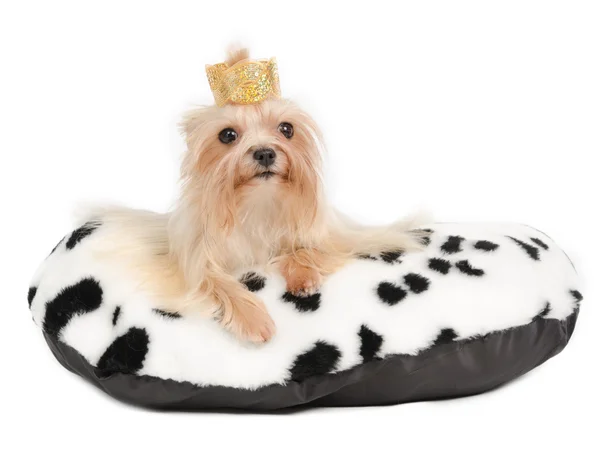 Yorkshire Terrier wearing crown on dotted royal cushion — Stock Photo, Image