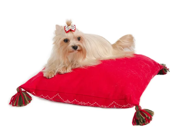 Yorkshire Terrier on a cushion — Stock Photo, Image