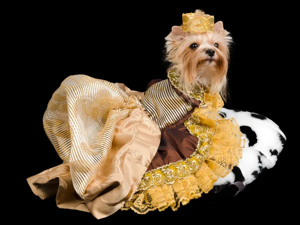 エレガントなペットの犬服 — ストック写真