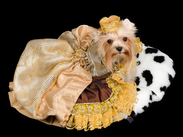 Yorkshire Terrier — Stockfoto