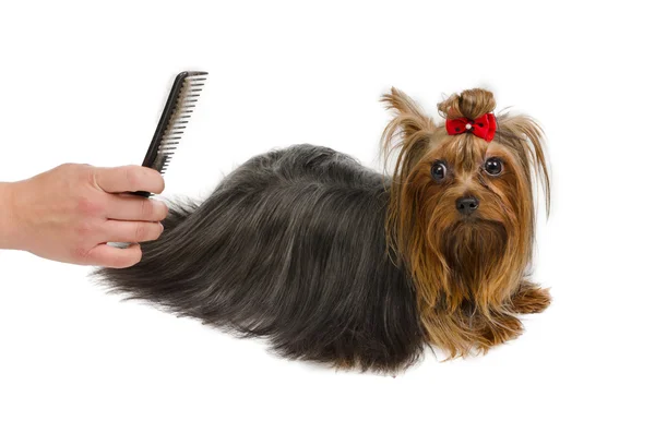 Yorkshire Terrier grooming with brush — Stock Photo, Image
