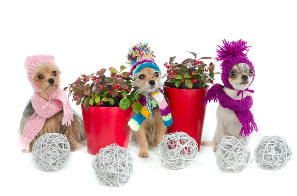 Tres perros chihuahua con artículos de Navidad — Foto de Stock
