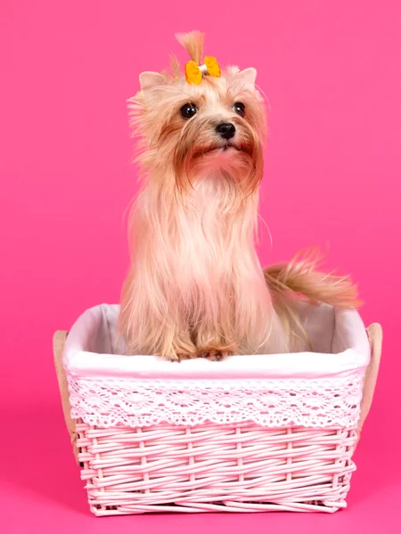 Yorkshire terrier in a pink basket — Stock Photo, Image