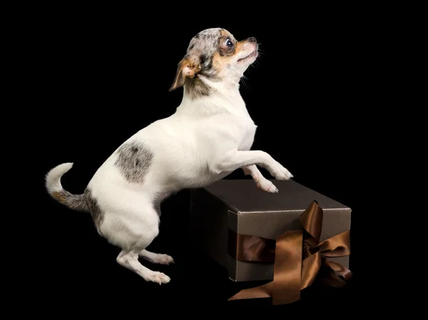 Chihuahua närvarande — Stockfoto
