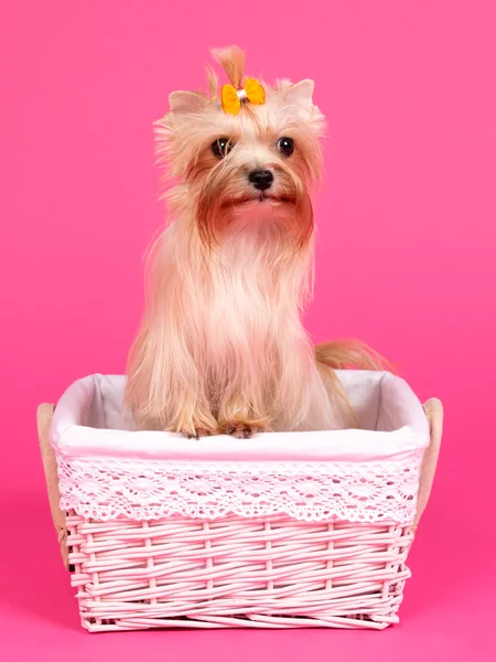 Yorkshire Terrier in a basket — Stock Photo, Image